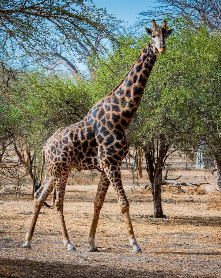 animal g1efff49ab 1920 e1665260370770