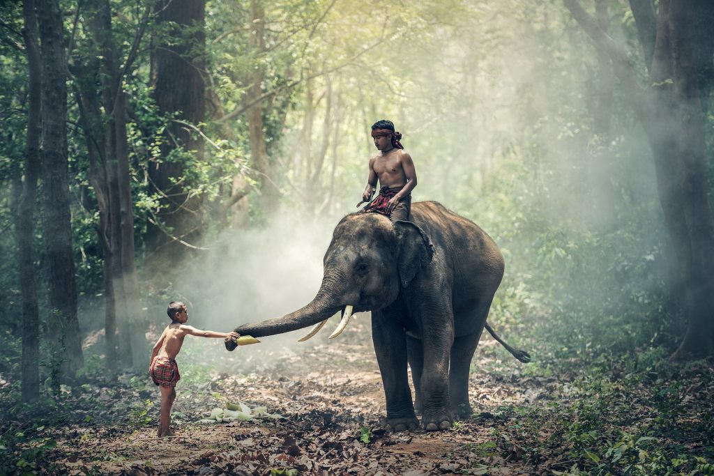 elephant g10b19e420 1920