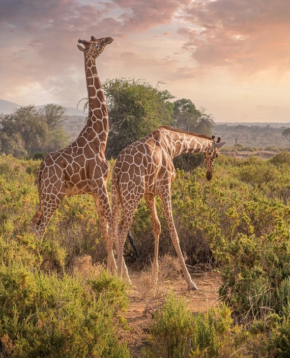 giraffes 7238815 1920 1