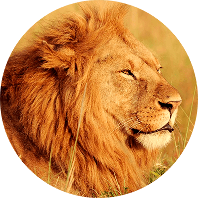 lion opt 1