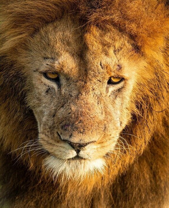 tanzania lion